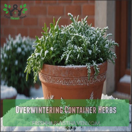 Overwintering Container Herbs