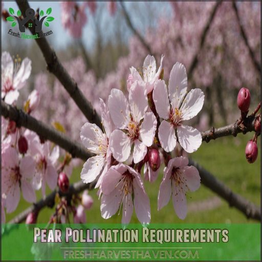 Pear Pollination Requirements