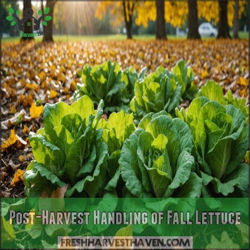 Post-Harvest Handling of Fall Lettuce