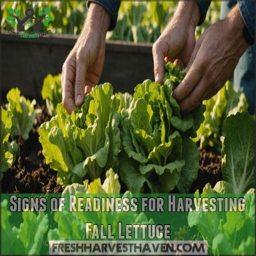 Signs of Readiness for Harvesting Fall Lettuce