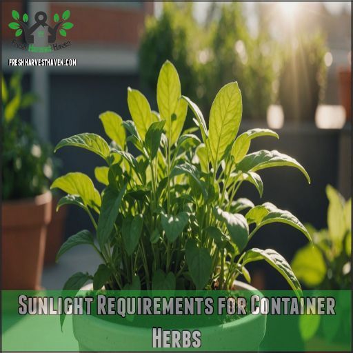 Sunlight Requirements for Container Herbs