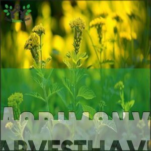 Agrimony