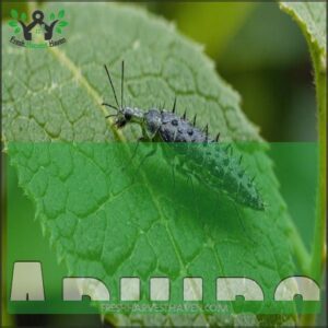 Aphids