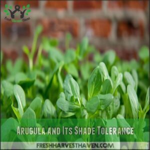 Arugula and Its Shade Tolerance