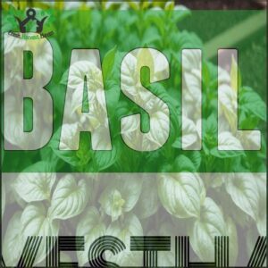 Basil