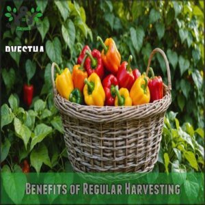 Benefits of Regular Harvesting