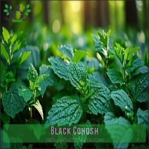 Black Cohosh