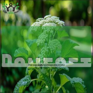 Boneset