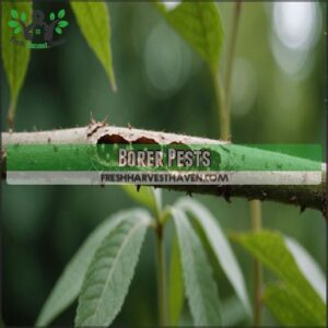 Borer Pests