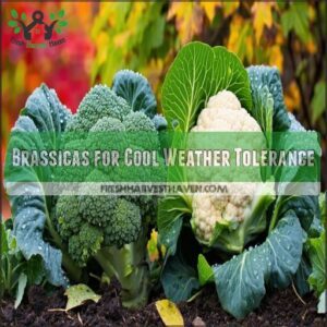 Brassicas for Cool Weather Tolerance