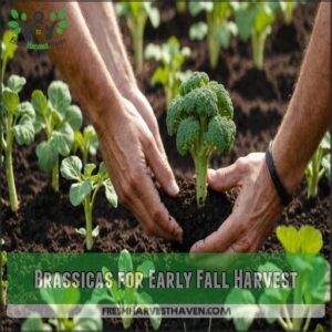 Brassicas for Early Fall Harvest