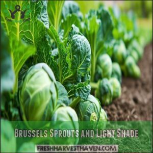 Brussels Sprouts and Light Shade