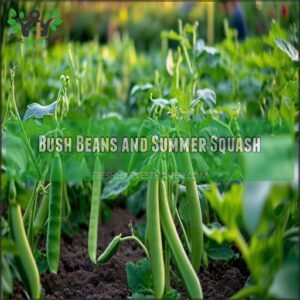 Bush Beans and Summer Squash