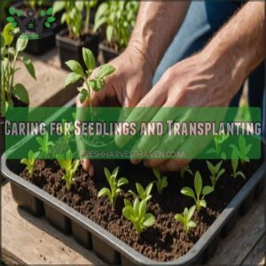 Caring for Seedlings and Transplanting