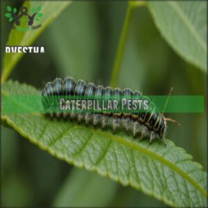 Caterpillar Pests