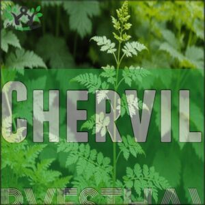 Chervil