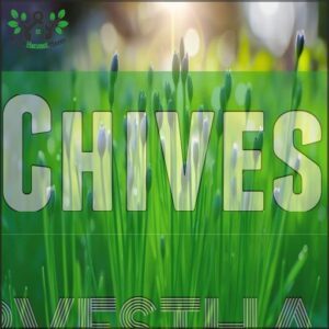 Chives