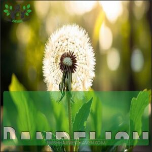 Dandelion