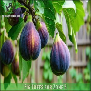 Fig Trees for Zone 5