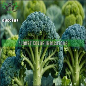 Floret Color Indicators