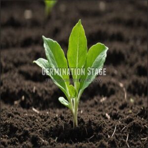 Germination Stage