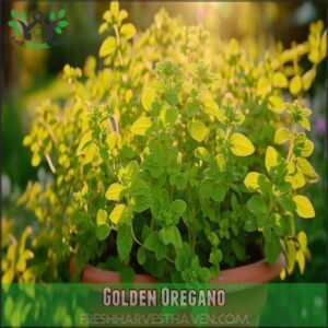 Golden Oregano