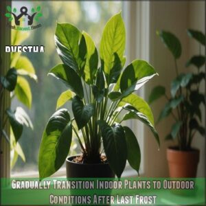 Gradually Transition Indoor Plants to Outdoor Conditions After Last Frost