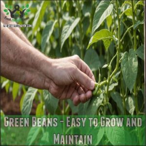 Green Beans - Easy to Grow and Maintain