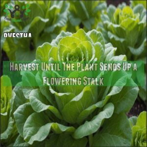 Harvest Until The Plant Sends Up a Flowering Stalk