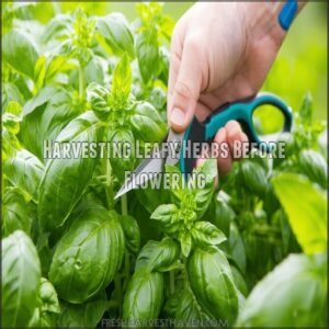 Harvesting Leafy Herbs Before Flowering