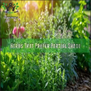 Herbs That Prefer Partial Shade