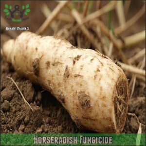 Horseradish Fungicide