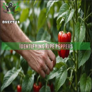 Identifying Ripe Peppers