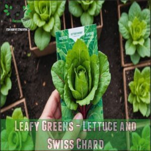 Leafy Greens - Lettuce and Swiss Chard