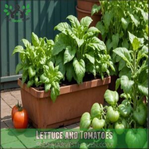 Lettuce and Tomatoes