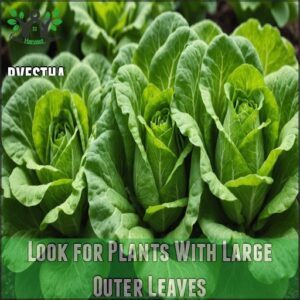 Look for Plants With Large Outer Leaves