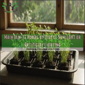 Maintain 12 Hours of Direct Sunlight or Artificial Lighting