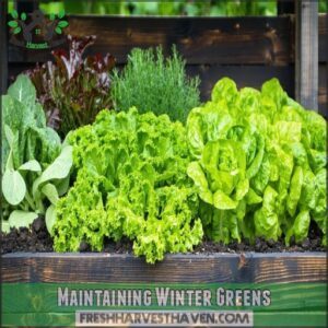 Maintaining Winter Greens