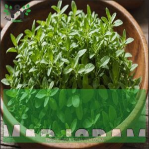 Marjoram