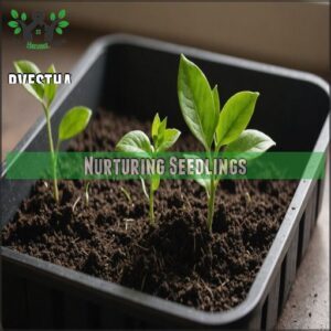 Nurturing Seedlings