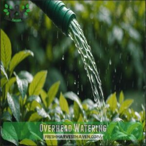 Overhead Watering