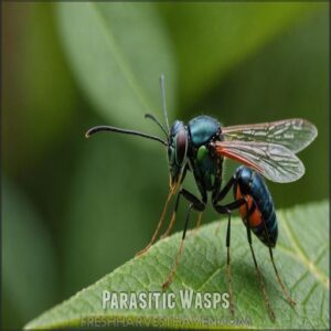 Parasitic Wasps