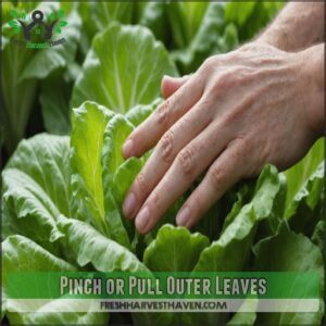 Pinch or Pull Outer Leaves