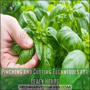 Pinching and Cutting Techniques for Leafy Herbs