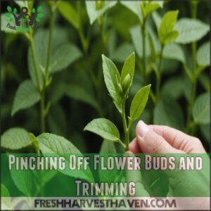 Pinching Off Flower Buds and Trimming