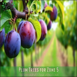 Plum Trees for Zone 5