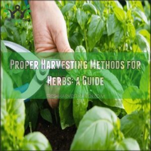 proper harvesting methods for herbs