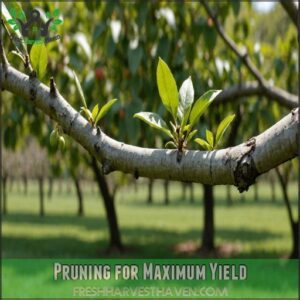 Pruning for Maximum Yield