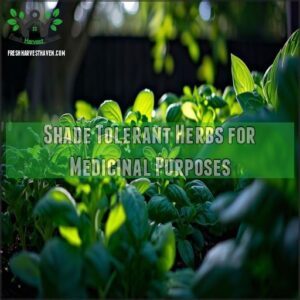 Shade Tolerant Herbs for Medicinal Purposes