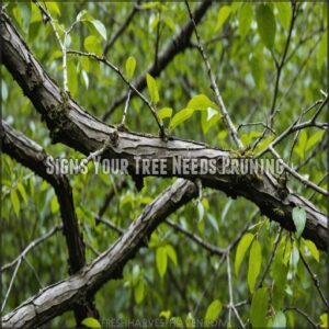 Signs Your Tree Needs Pruning